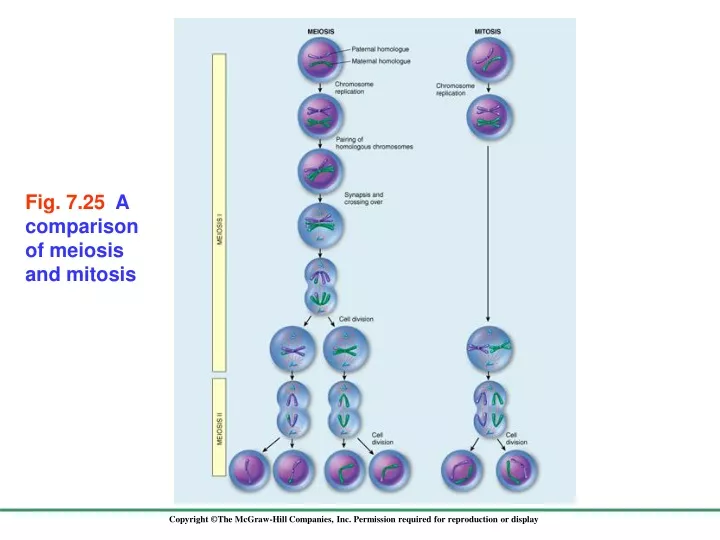 fig 7 25 a comparison of meiosis and mitosis