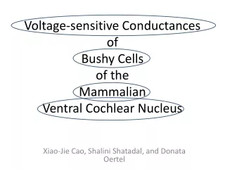 Voltage-sensitive Conductances  of  Bushy Cells  of the  Mammalian  Ventral Cochlear Nucleus