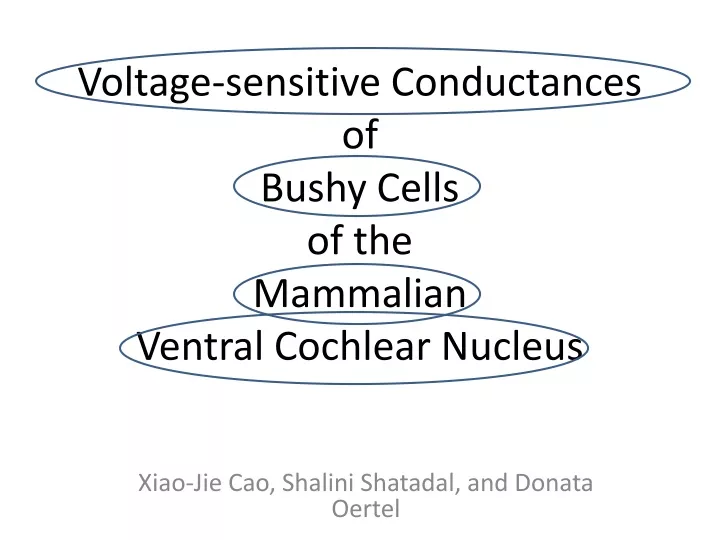 voltage sensitive conductances of bushy cells of the mammalian ventral cochlear nucleus