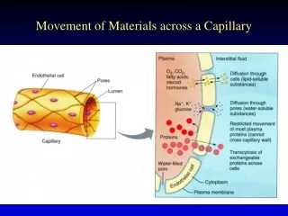 Movement of Materials across a Capillary
