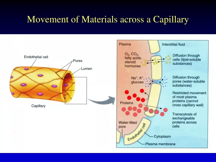movement of materials across a capillary