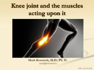 Knee joint  and  the muscles acting upon it