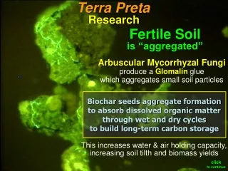 Arbuscular Mycorrhyzal  Fungi produce a  Glomalin  glue which aggregates small soil particles