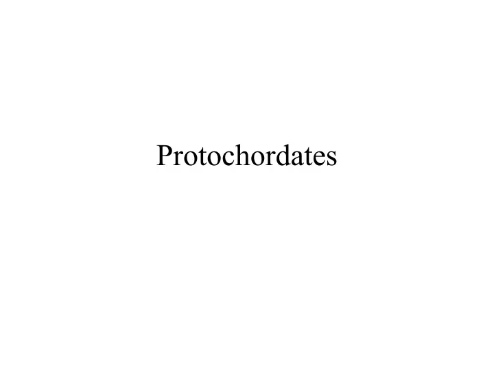 protochordates