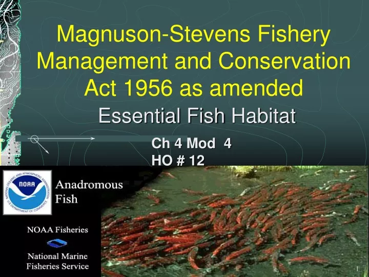 magnuson stevens fishery management