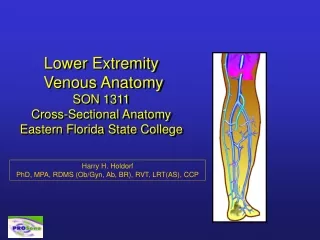 Lower Extremity  Venous Anatomy SON 1311 Cross-Sectional Anatomy Eastern Florida State College
