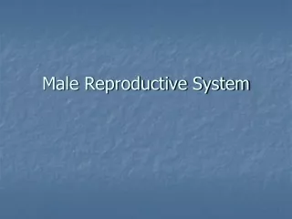 Male Reproductive System