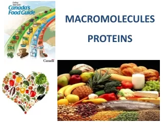 MACROMOLECULES PROTEINS