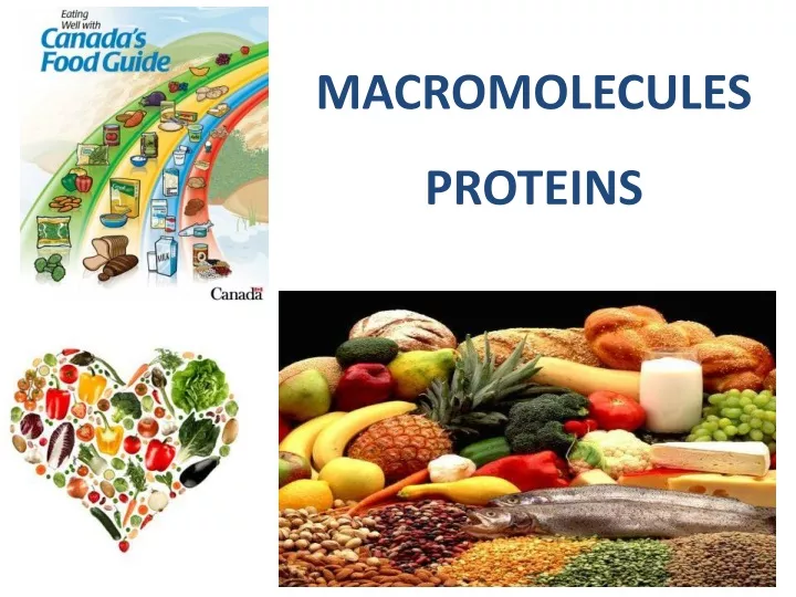 macromolecules proteins