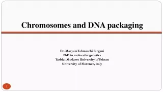 Chromosomes and DNA packaging