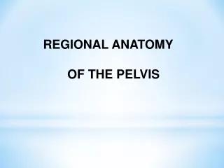 REGIONAL ANATOMY         OF THE PELVIS