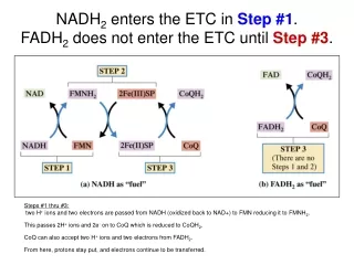 NADH 2  enters the ETC in  Step #1 .  FADH 2  does not enter the ETC until  Step #3 .