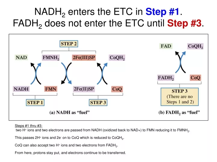 nadh 2 enters the etc in step 1 fadh 2 does not enter the etc until step 3