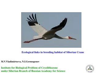 Ecological links in breeding habitat of Siberian Crane