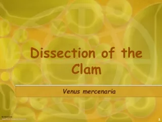 Dissection of the Clam