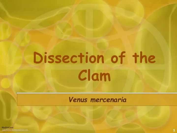 dissection of the clam