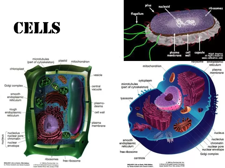 cells