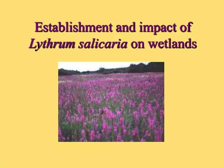 establishment and impact of lythrum salicaria on wetlands