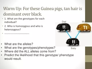 Warm Up: For these Guinea pigs, tan hair is dominant over black.