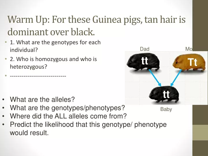 warm up for these guinea pigs tan hair is dominant over black