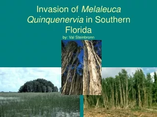 Invasion of  Melaleuca Quinquenervia  in Southern Florida  by: Val Steinbronn