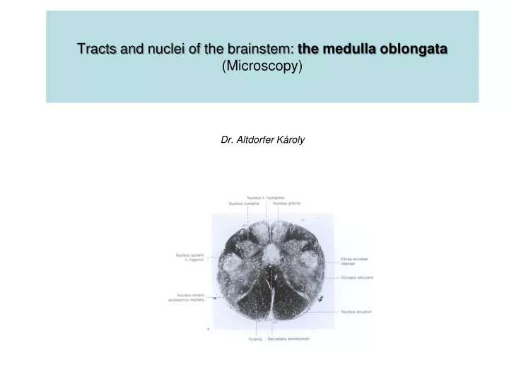 tracts and nuclei of the brainstem the medulla oblongata microscopy