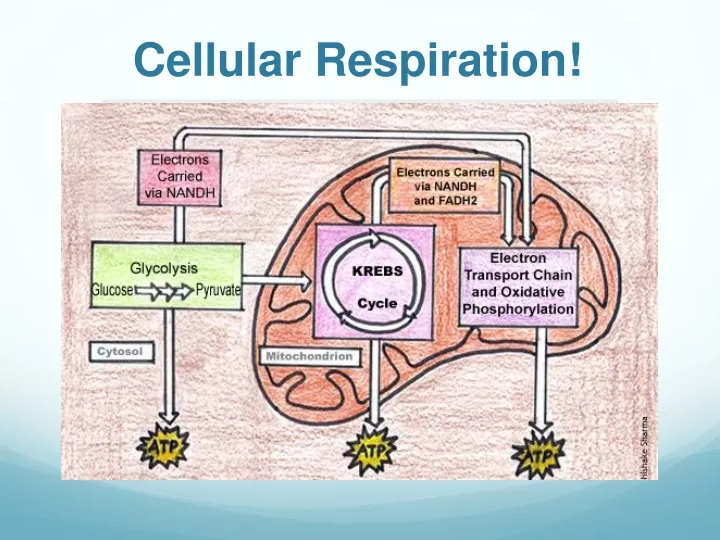 cellular respiration