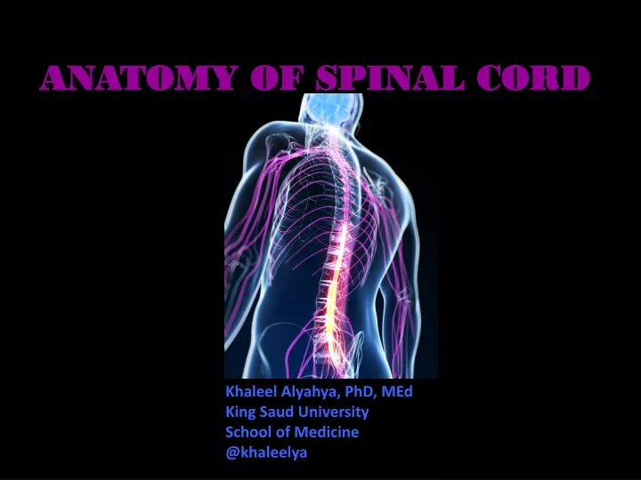anatomy of spinal cord