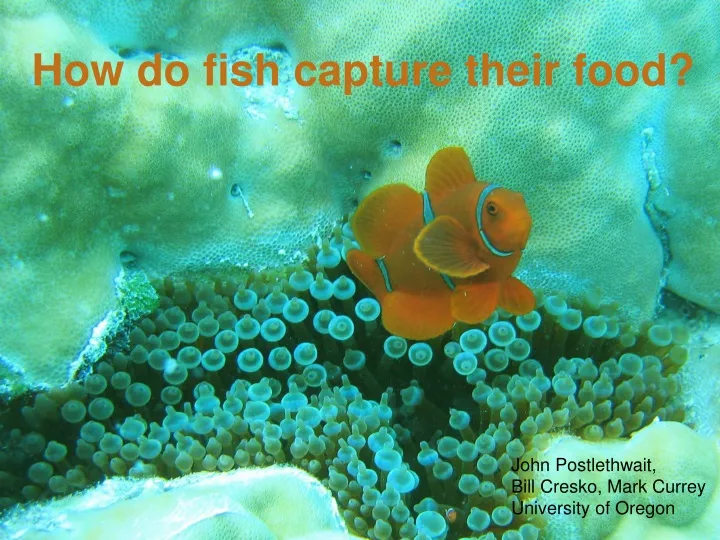how do fish capture their food