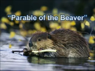 “Parable of the Beaver”