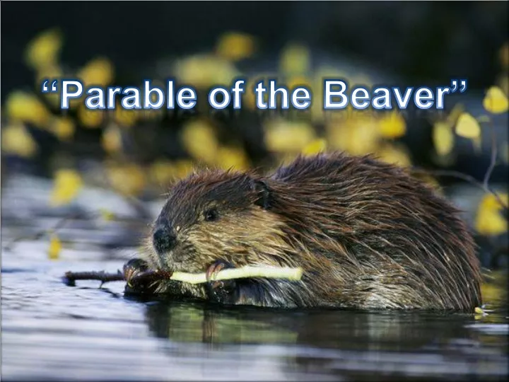 parable of the beaver
