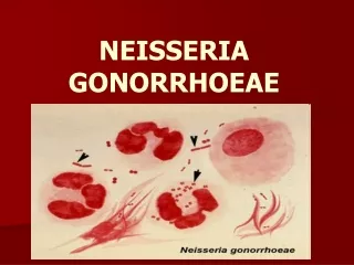 NEISSERIA GONORRHOEAE