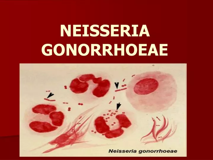 neisseria gonorrhoeae