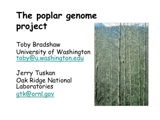 The poplar genome project