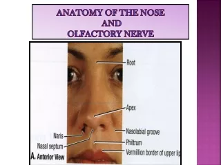 ANATOMY OF THE NOSE  AND  OLFACTORY NERVE