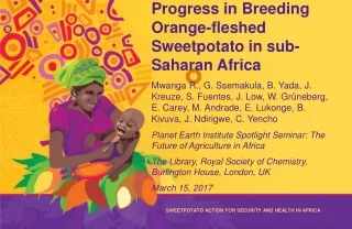 Progress in Breeding Orange-fleshed Sweetpotato in sub-Saharan Africa