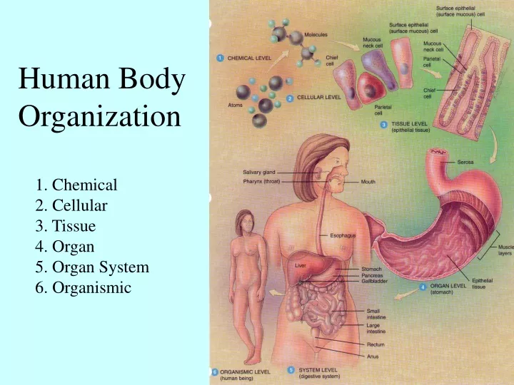 1 chemical 2 cellular 3 tissue 4 organ 5 organ system 6 organismic