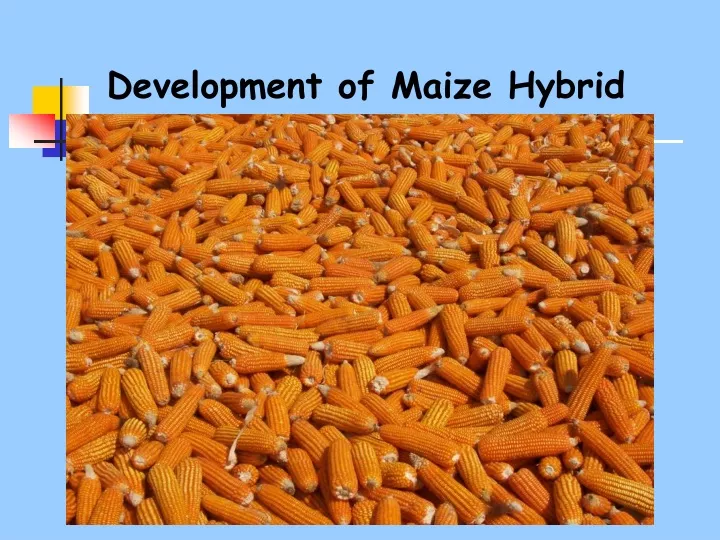 development of maize hybrid