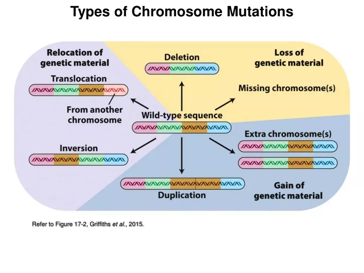 types of chromosome mutations