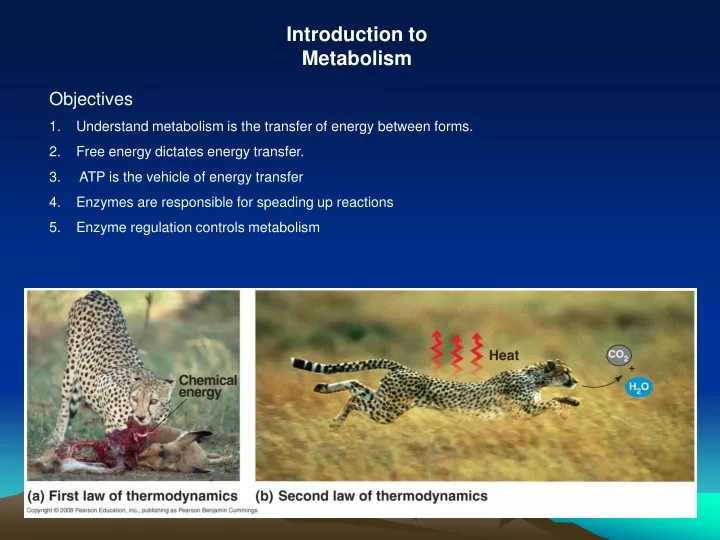 introduction to metabolism