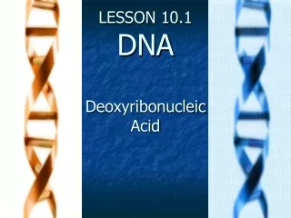 LESSON 10.1 DNA Deoxyribonucleic Acid