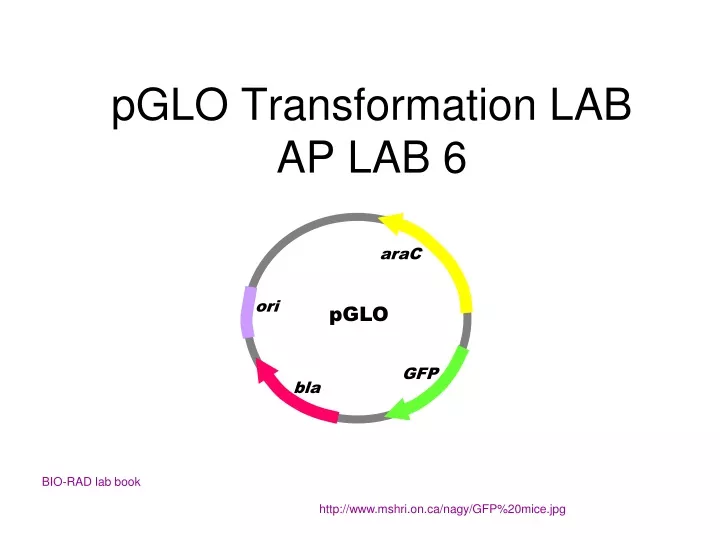 pglo transformation lab ap lab 6
