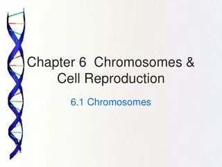 Chapter 6  Chromosomes &amp; Cell Reproduction