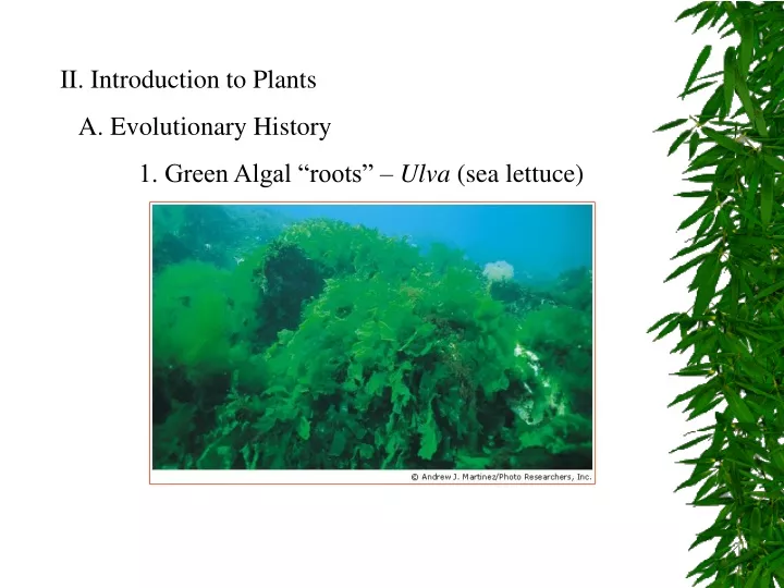 ii introduction to plants a evolutionary history