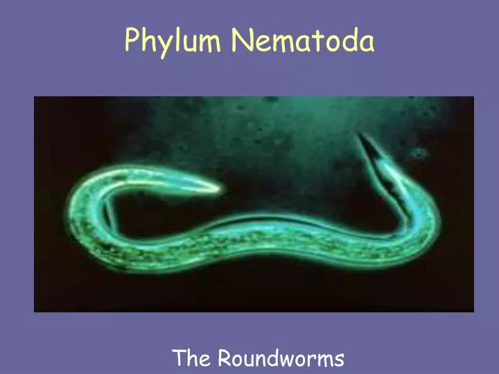 phylum nematoda