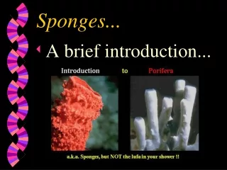 Sponges...