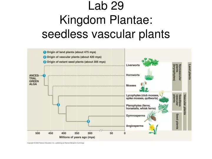 lab 29 kingdom plantae seedless vascular plants