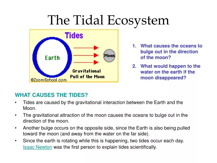 the tidal ecosystem