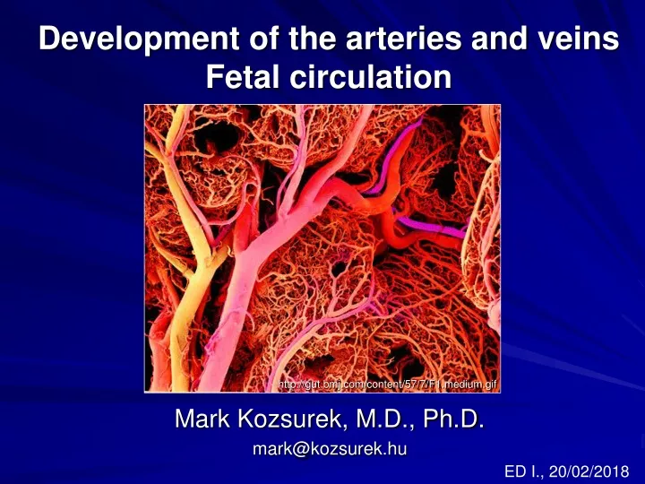 development of the arteries and veins fetal circulation