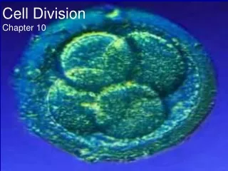 Cell Division Chapter 10